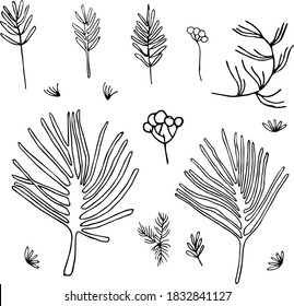Christmas design elements spruce branch. Christmas tree. Hand drawn decor. Vector sketch. Winter. Doodle