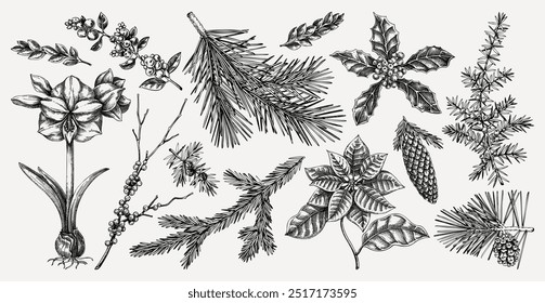 Christmas design elements. Winter plants hand-drawn vector illustration. Conifer trees sketches. Vintage botanical drawings. NOT AI generated