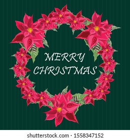 Christmas design vector. Bundle of pine branches, Xmas decoration object, flowers, poinsettias -  vector