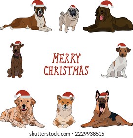 Christmas Dogs collection, holiday design. funny cartoon different breeds dogs illustrations. Dog characters in Santa hats, New Year, Boxer, pug, welsh terrier, jack russel, Shiba Inu, Golden dog. 