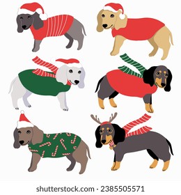 Christmas dogs in a red coat and green scarf, hat with a pompom. Labrador, dackshund.