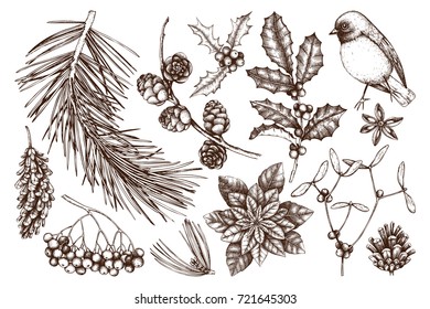 Christmas elements collection. Vintage set of hand drawn conifers, winter berries, cotton and traditional holidays plants sketch. Winter illustrations. Vector outlines.