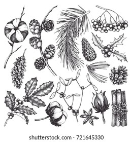 Christmas elements collection. Vintage set of hand drawn conifers, winter berries, cotton and traditional holidays plants sketch. Winter illustrations. Vector outlines.