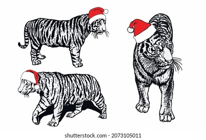 Christmas elements, graphical tigers in Santa Claus hats on white background, vector symbol of new year 2022