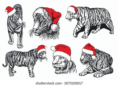 Christmas elements, graphical tigers in Santa Claus hats on white background, vector symbol of new year 2022
