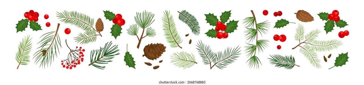 Christmas evergreen plants, tree, fir, pine and cone, holly berry, leaves branches, holiday winter set isolated on white background. Nature illustration