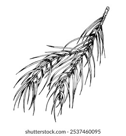 Christmas evergreen árvore galho tinta ilustração gráfica. Elemento floral monocromático desenhado à mão, arte de linha de gravura festiva de feriado de inverno para cartão xmas, convite, design de embalagem de presente