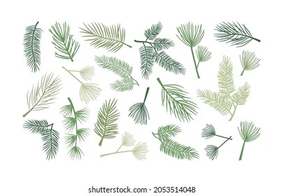 Christmas fir branch and pine cone, holly plant and evergreen tree, cedar twig icon, New Year decoration. Hand drawn vector illustration