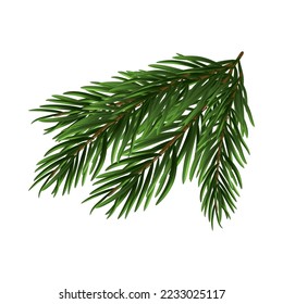 Christmas fir tree branch. Christmas tree branch on a white background. Festive design for the winter holidays, events, discounts, and sales. Vector illustration.