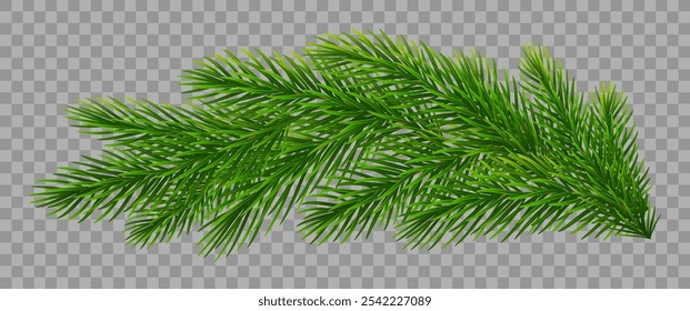 Sucursais de abeto de Natal em fundo transparente. Pinheiro, ramos verdes de abeto para decorações de Natal. Ilustração vetorial