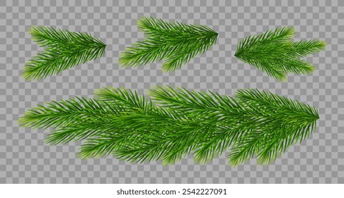 Christmas fir tree branches on transparent background. Pine, spruce green branches and border for Christmas decorations. Vector illustration