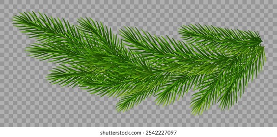 Christmas fir tree branches on transparent background. Pine, spruce green branches for Christmas decorations. Vector illustration