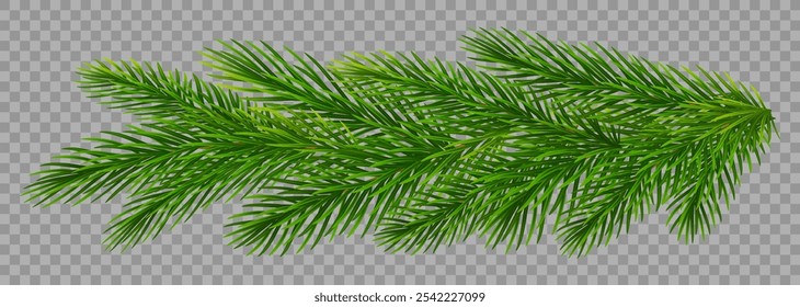 Christmas fir tree branches on transparent background. Pine, spruce green branches for Christmas decorations. Vector illustration