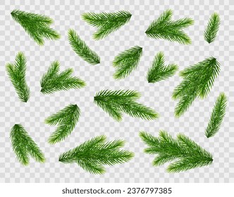 Christmas fir tree branches. Pine, spruce green branches isolated on transparent background. Christmas decorations. Vector illustration