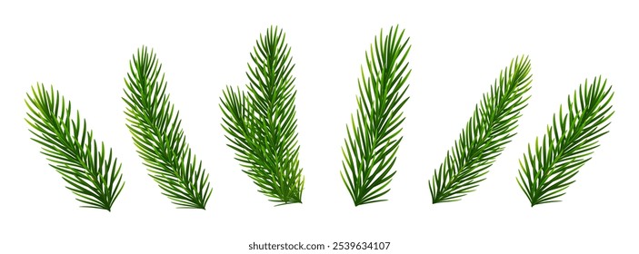 Christmas fir tree branches. Pine, spruce green branches for Christmas decorations. Vector illustration