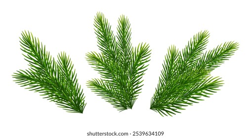 Christmas fir tree branches. Pine, spruce green branches for Christmas decorations. Vector illustration