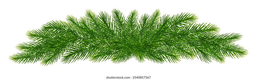 Christmas fir tree branches. Pine, spruce green branches for Christmas decorations. Vector illustration