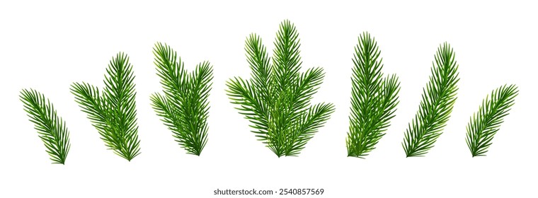 Christmas fir tree branches. Pine, spruce green branches for Christmas decorations. Vector illustration