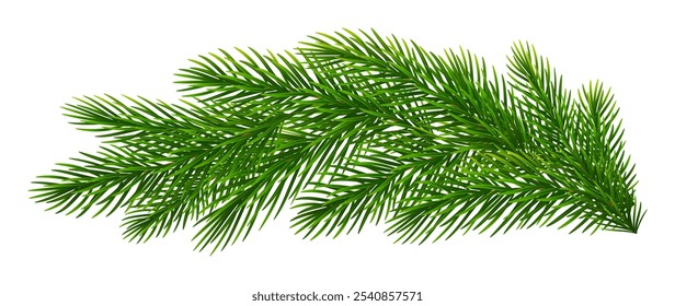 Christmas fir tree branches. Pine, spruce green branches for Christmas decorations. Vector illustration