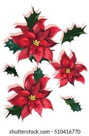 Christmas flower.
