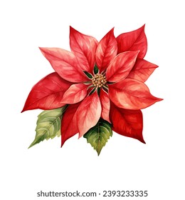 Christmas flower arrangement in watercolor style on white background