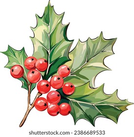 Christmas flower holly twig with berries and leaves. Vector illustration. Festive flower