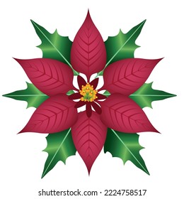 christmas flower vector image with white background