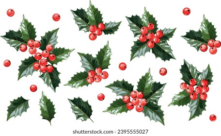 Christmas flowers.Holly leaves and berries. New Year's plant for decoration