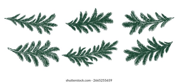 Conjunto de ramas de árbol verde de Navidades, dibujado a mano	