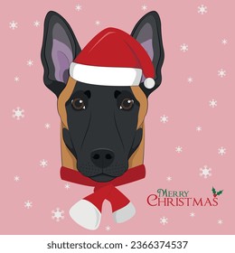 Christmas greeting card. Belgian Sheperd Malinois dog with red Santa´s hat and a woolen scarf for winter