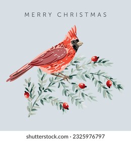 Christmas greeting card with cardinal bird, gray background. Green twig, red berries. Vector illustration. Forest nature. Poster design template. Winter Xmas holidays