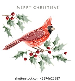 Christmas greeting card with cardinal bird, white background. Green holly twig, red berries. Vector illustration. Forest nature. Poster design template. Winter Xmas holidays