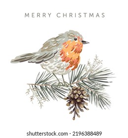 Christmas greeting card with robin bird, white background. Pine twigs, cone. Vector illustration. Forest nature. Poster design template. Winter Xmas holidays