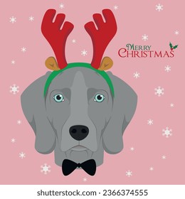 Christmas greeting card. Weimaraner dog with red reindeer horns and bow tie