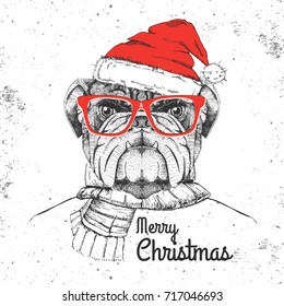 Christmas Hipster fashion animal bulldog dressed  a New Year hat and scarf