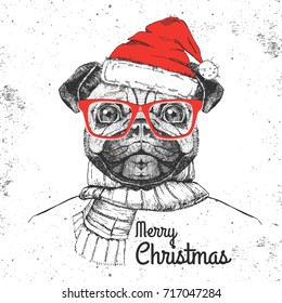 Christmas Hipster fashion animal pug-dog dressed  a New Year hat and scarf