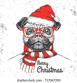 Christmas Hipster fashion animal pug-dog dressed  a New Year hat and scarf