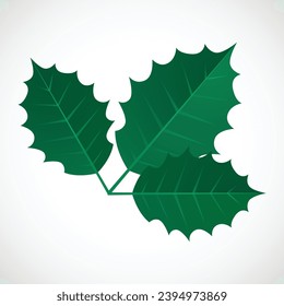 Christmas holly berry leaves isolated. Vector illustration. Traditional Christmas decoration in flat design.