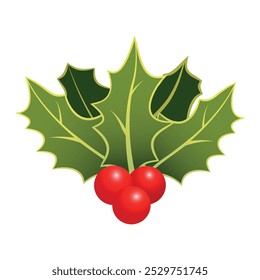 Christmas holly bunch with green leaves and red berries. Vector isolated holly leaves