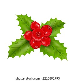 Christmas holly. Leaves and berries of holly isolated on white background. Vector illustration.