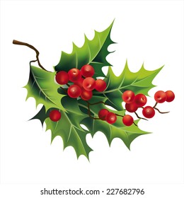 Christmas holly on white. Vector eps 10.