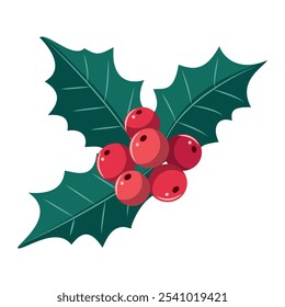 Christmas holly with red berries. Vector illustration on white background.