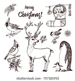 Christmas horned deer and animals. New Year penguin and bird cardinal or tit in the forest. winter holidays. engraved hand drawn in old sketch and vintage style for postcards.