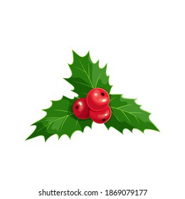 Christmas ilex with red berries. Traditional christmas holly berry design element. Vector illustration.