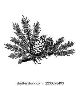 Christmas isolated vector illustration ink drawing of evergreen tree branch holiday decoration elements. Hand drawn winter season festive decor