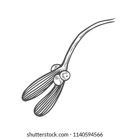 christmas mistletoe branch drawing. Isolated on white background