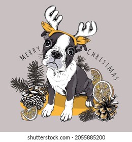 Christmas and New Year card. Dog Boston Terrier in the mask Santa's antler reindeer. Woody cones with Conifer branches and slices of orange. Hand drawn style print. Vector illustration.