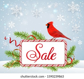 Christmas and Ney Year greeting card with red cardinal bird, green fir branches and candy frame. Seasonal winter sale background. Vector illustration