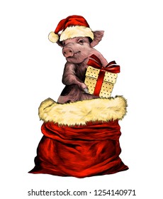 Christmas pig in hat and with gift box in paws stands in a bag to the waist, sketch vector graphic color illustration on white background