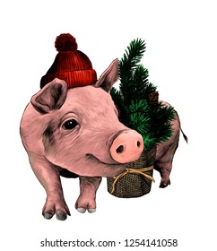 Christmas pig in a warm hat with a pompom stands near a small decorative Christmas tree, sketch vector graphic color illustration on white background